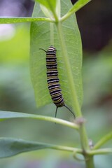 A monarch butterfly (Danaus plexippus) caterpillar on a common milkweed (Asclepias syriaca) leaf