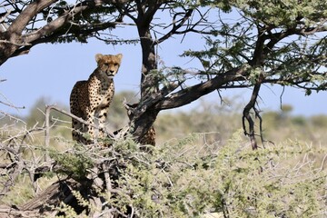 cheetah in Etosha