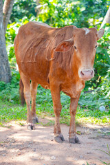 Red cow in the park of Beruwala, Sri Lanka, Asia	

