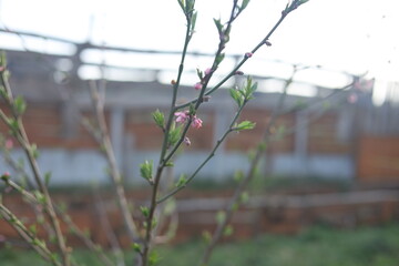 wild flowers in the wind