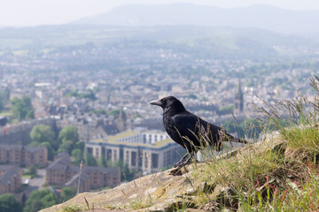 Black crow perched on Salisbury Crags, Edinburgh, UK
