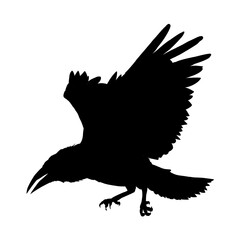 Silhouette of a flying raven - vector illustration