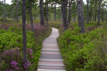 A boardwalk trail through a sphagnum bog in springtime in southern Maine