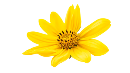 yellow flower on white background