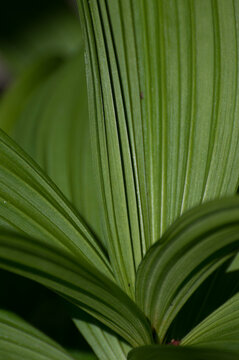 Close up shot of green American false hellbore leaves