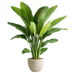 A Lush Potted Palm Plant with Large Arched Green Leaves Isolated on Transparent Background