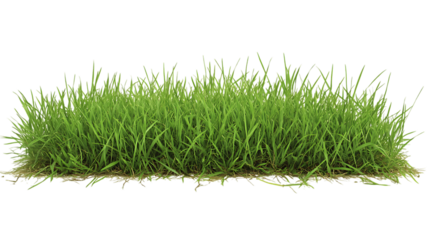 Sharp and Natural PNG Cutout of Lawn Grass Placed Against a Transparent Backdrop for Quick and Easy Use