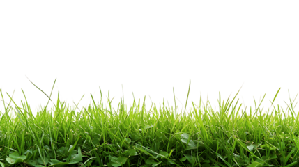 High-Quality PNG Cutout of Lush Green Lawn Grass with a Transparent Backdrop for Seamless Editing