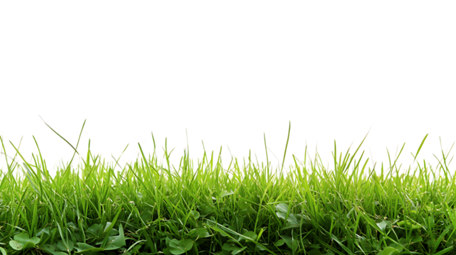 High-Quality PNG Cutout of Lush Green Lawn Grass with a Transparent Backdrop for Seamless Editing