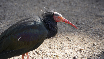 Close-up of Northern Bald Ibis
