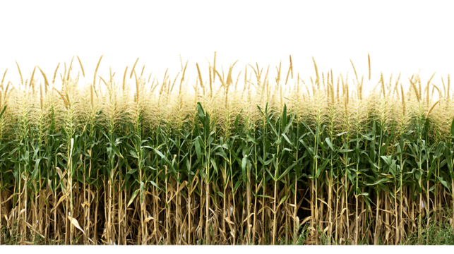 Perfect PNG Cutout of a Millet Crop Field with a Transparent Backdrop for Designers, Artists, and Content Creators
