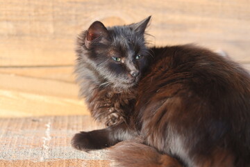 Obraz premium cat on the floor