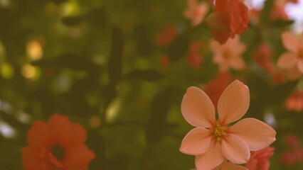 Delicate Peach Blossom in Soft Focus