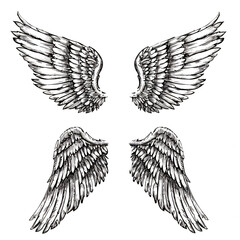 Bird or angel wings set. Engraving style