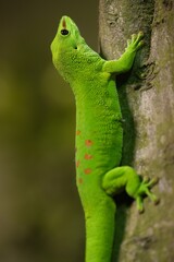 madagaskar giont day gecko	