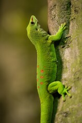 madagaskar giont day gecko	