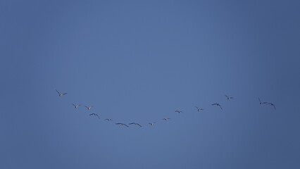 A flock of birds flying south at high altitude against a blue sky. Flight from continent to continent of ducks, geese, storks. Peleton, a flock of birds flying from north to south.