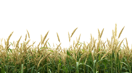 Clear and Sharp PNG Cutout of a Millet Crop Field on a Transparent Backdrop for Professional Editing and Design Work