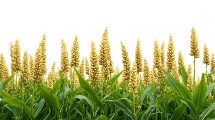 PNG Cutout of a Millet Crop Field with a Transparent Backdrop for Easy Use in Designs and Presentations