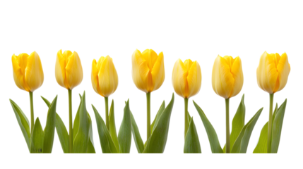 Yellow tulip flower isolated on white background