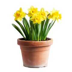 A Vibrant Potted Daffodil Plant with Yellow Flowers Isolated on Transparent Background