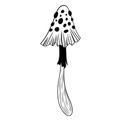A mystical fly agaric mushroom illustrated in a lovely black-and-white doodle style.