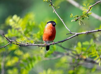 Eurasian bullfinch perched on a branch.