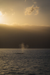 Fototapeta premium Sunrise with the whales