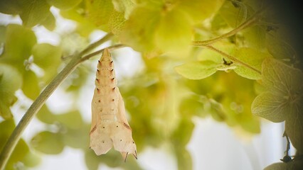 a dry caterpillar pupa that has turned into a butterfly, a butterfly cocoon
