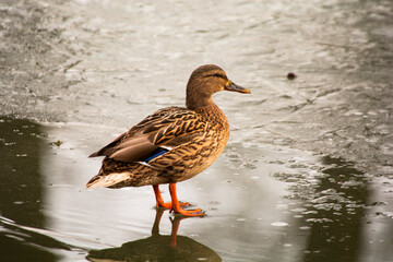 female mallard duck