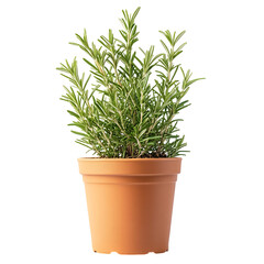 A Small Potted Rosemary Plant with Aromatic Needles Isolated on Transparent Background