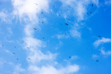 Flock of frigatebirds soaring against blue sky with white clouds over Caribbean Sea. Mexico.