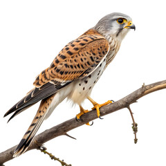 kestrel bird