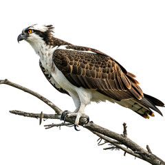 osprey bird