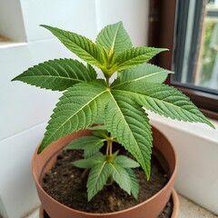 green plant in a pot