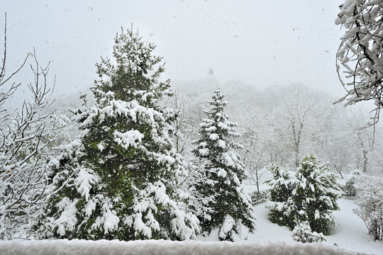 snow covered pine trees