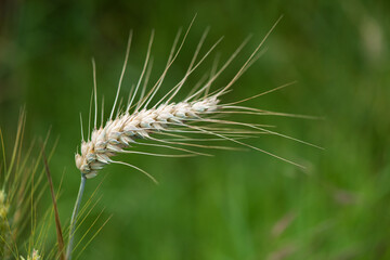 Semi-ripe wheat on a blue sky background. Wheat grain is used for wheat bread, beer some whiskeys some vodkas and animal fodder - selective focus.