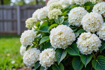 Large white hydrangea blooms in suburban backyard, summertime beauty