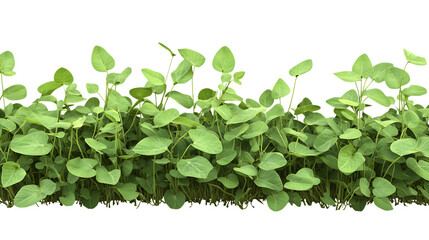 Editable PNG Cutout of a Fully Grown Soybean Crop Field with a Transparent Backdrop for Designers
