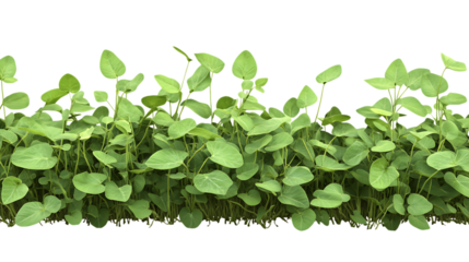Editable PNG Cutout of a Fully Grown Soybean Crop Field with a Transparent Backdrop for Designers