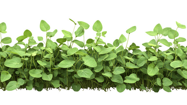 Editable PNG Cutout of a Fully Grown Soybean Crop Field with a Transparent Backdrop for Designers