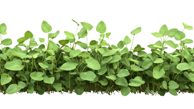 Editable PNG Cutout of a Fully Grown Soybean Crop Field with a Transparent Backdrop for Designers