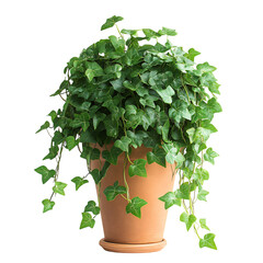 A Lush Potted Ivy Plant with Cascading Vines Isolated on Transparent Background