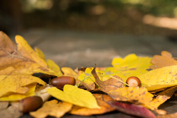 Autumn background of yellow leaves and acorn. Blurred background. Selective focus.