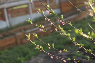 branch of a tree