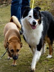 Two leashed dogs, a tri-color Aussie and a tan mixed-breed, strolling side by side on grassy terrain.