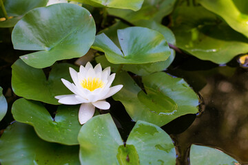 Close-up of a blooming water lily on a water surface - selective focus