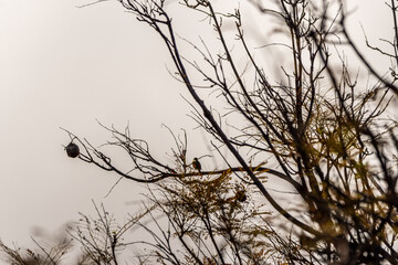 Pájaro apoyado en la rama de un árbol.