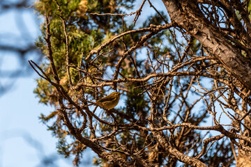 Obraz premium Phylloscopus canariensis pertenece a la familia de Phylloscopidae.