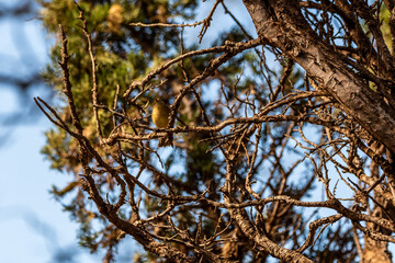 Phylloscopus canariensis pertenece a la familia de 	Phylloscopidae.